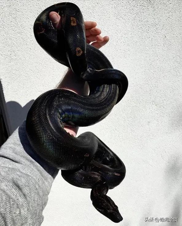 凶残的动物捕猎现场,盘点动物捕猎瞬间的迷惑行为