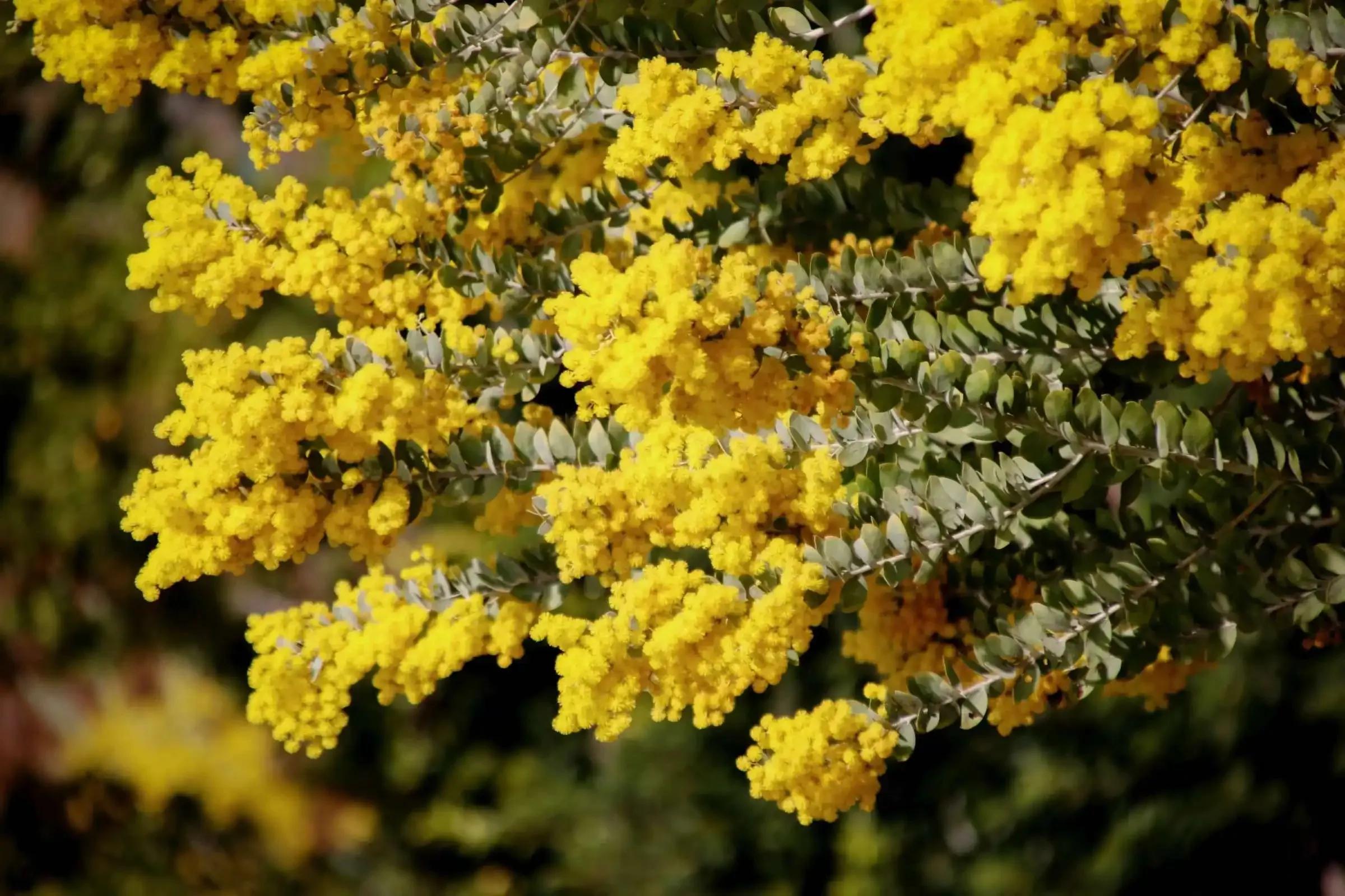 十大名花花卉,国画花卉图片大全