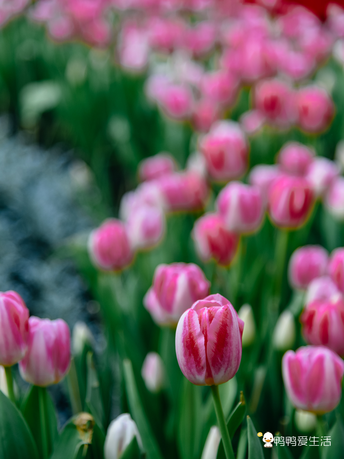 厦门园博苑郁金香有延期吗,厦门园博苑郁金香在哪里看