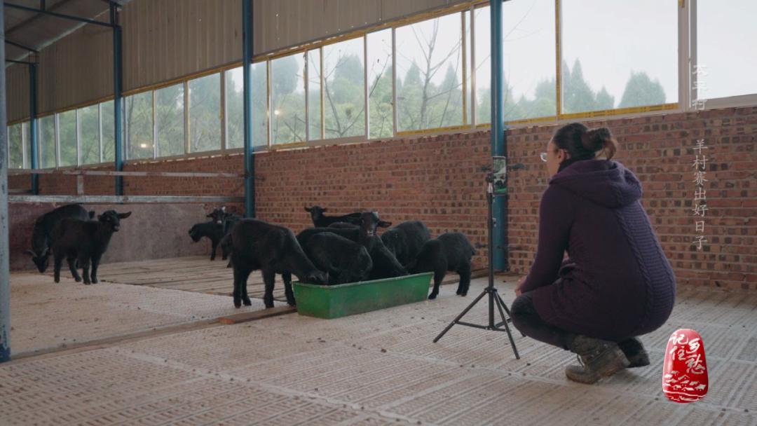咩咩咩！听羊村“黑宝贝”，奏响山村致富曲