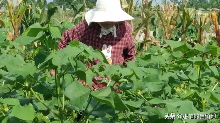 计划生育的真实过程,关于计划生育的真实事情