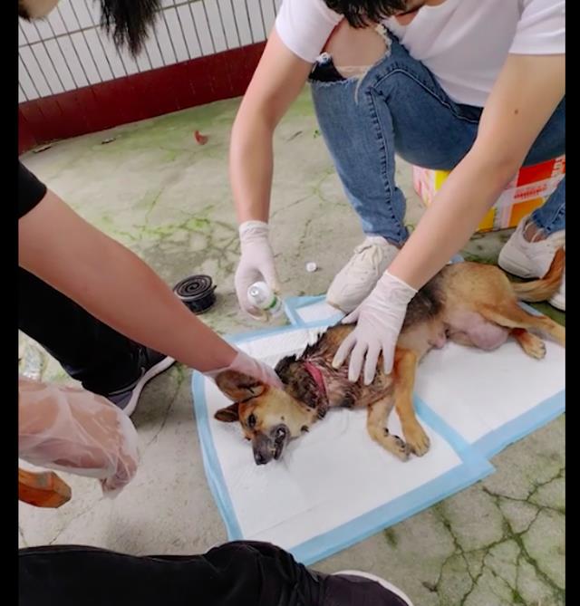 狗狗脖子烂了个洞是什么引起的,狗狗脖子烂了是怎么了