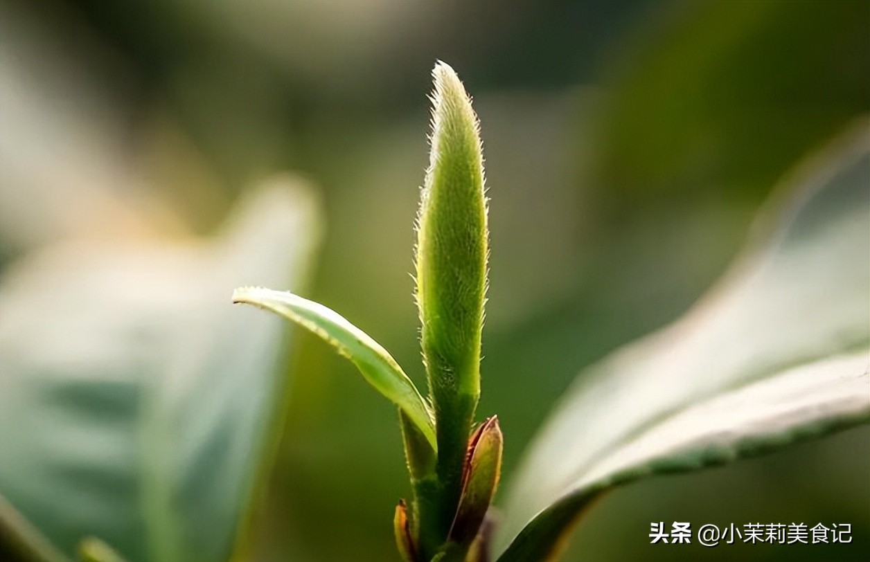 散茶为什么不能喝,散茶哪种最好喝