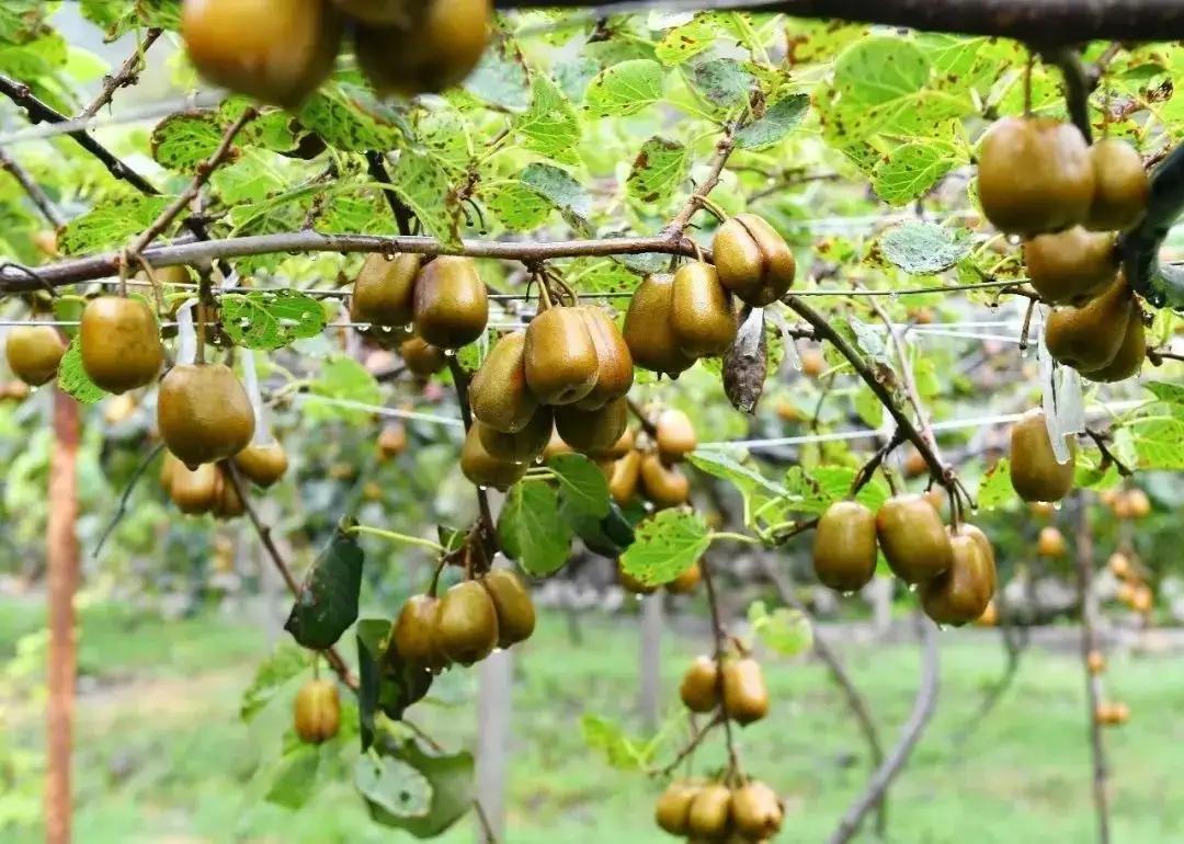 中国进口的猕猴桃,新西兰猕猴桃为啥畅销世界