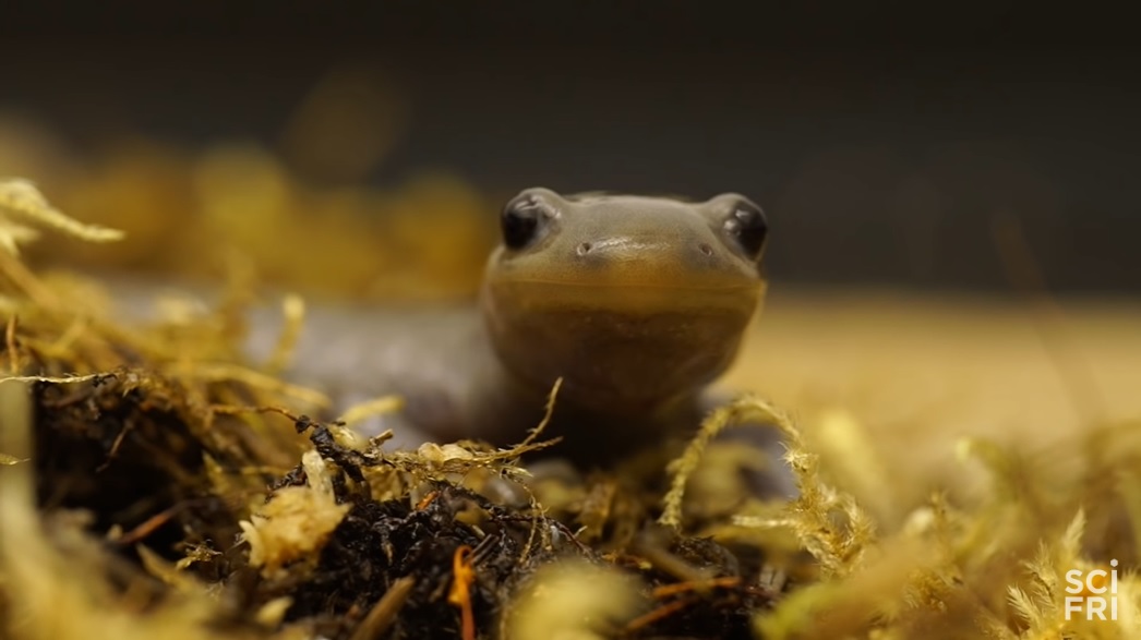 全员雌性，靠偷别人的精子繁衍后代…这种动物让科学家都迷惑了