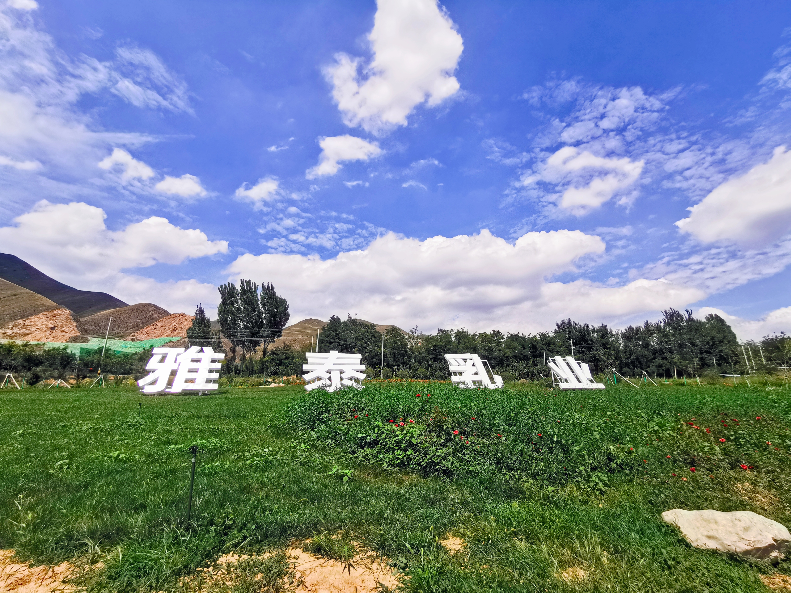 康智健营养配方羊奶粉,国产婴幼儿配方羊奶粉什么牌子好