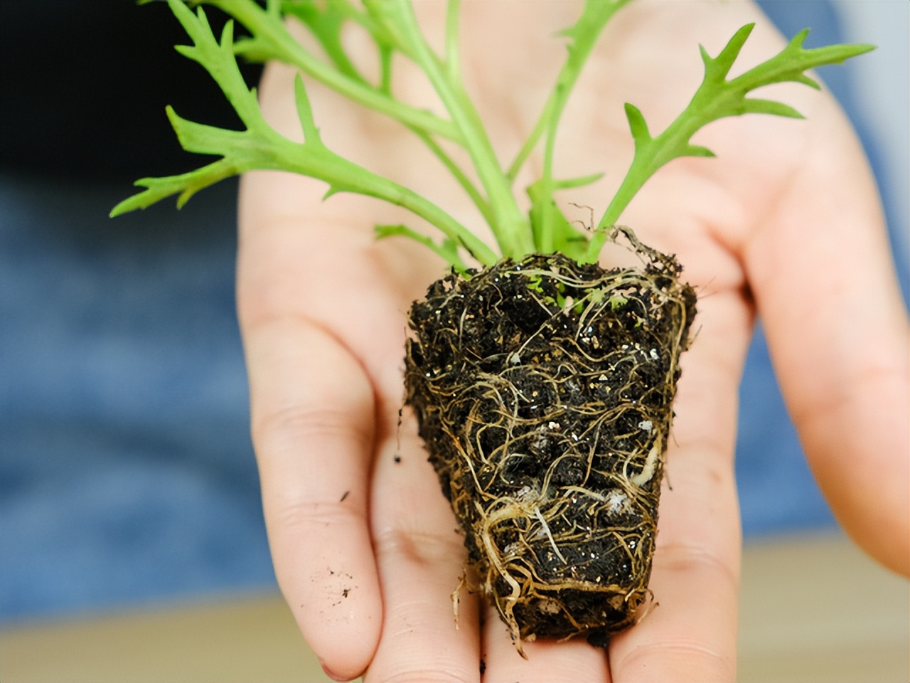 养花换掉的土,养花换下来的旧土用什么药杀菌好