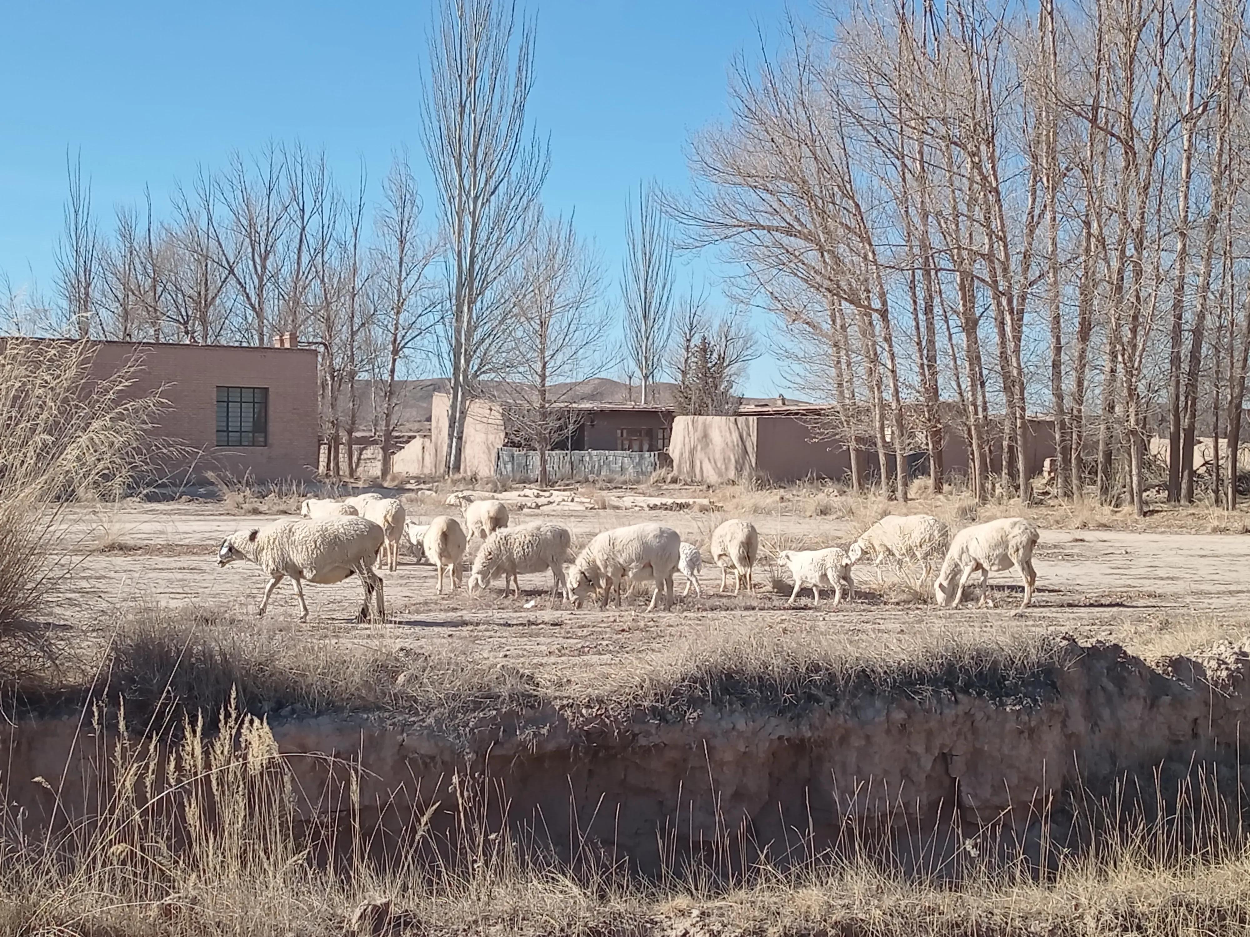 养羊的利润与成本真实,养羊的收入
