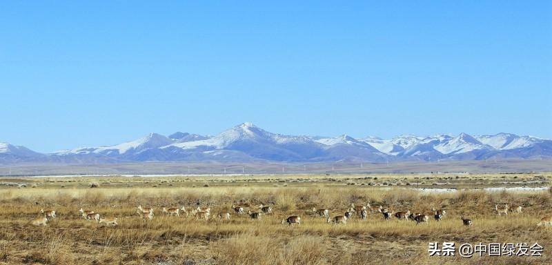赵久莲：青海湖畔的中华对角羚