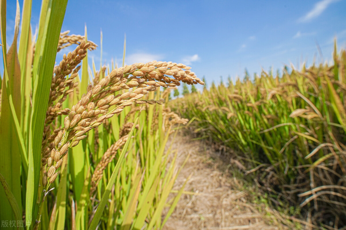黄河文明的起源和演变,黄河古代文化与文明发展的进程