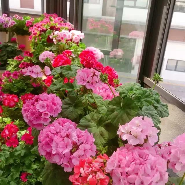 为什么说养花的尽头是天竺葵,天竺葵养花经验
