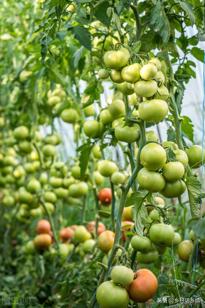 番茄整枝和茄子整枝,辣椒茄子番茄整枝打杈