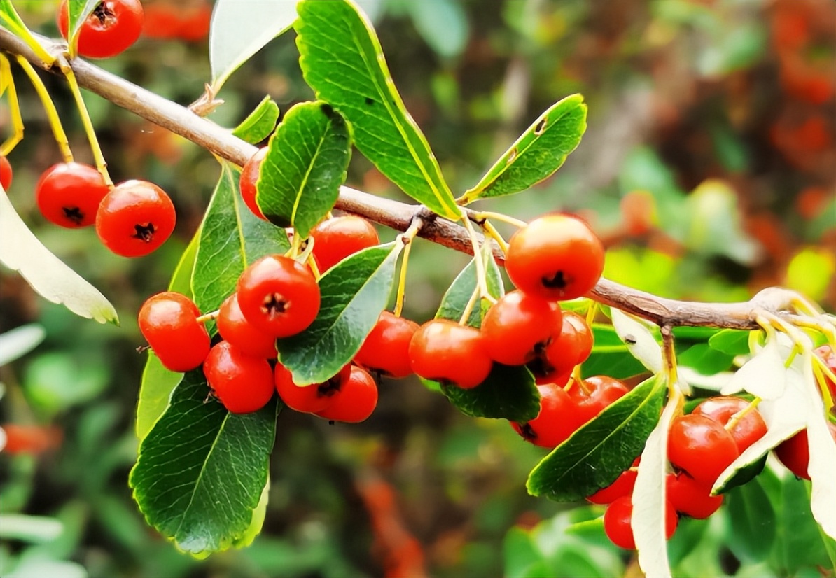 火棘果子是谁发明的,火棘果为什么叫军粮