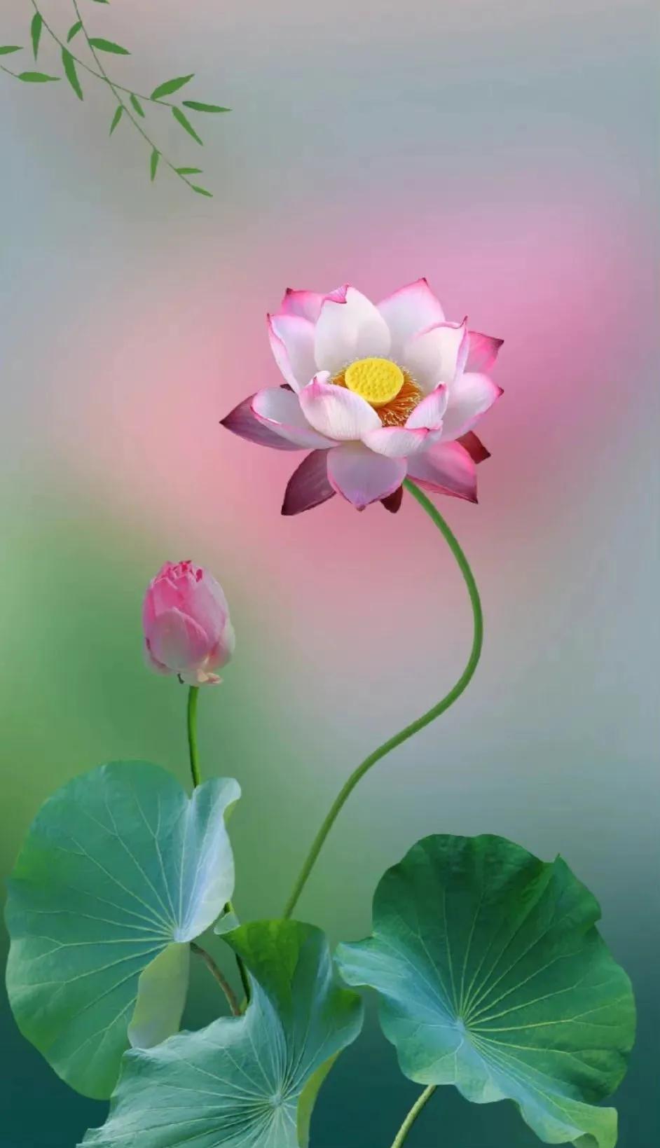 最美荷花古诗图片,诗词荷花图片大全