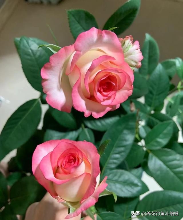 玫瑰一直不长,玫瑰花不开花什么原因