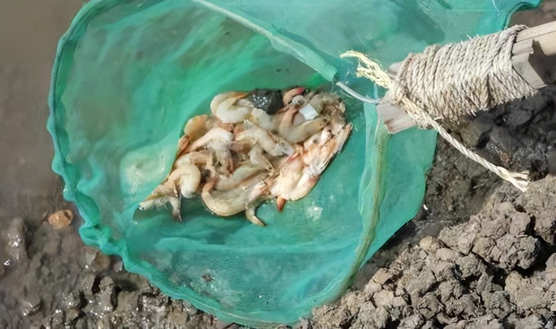 对虾最难治的病是什么病,对虾得了白浊病怎么办