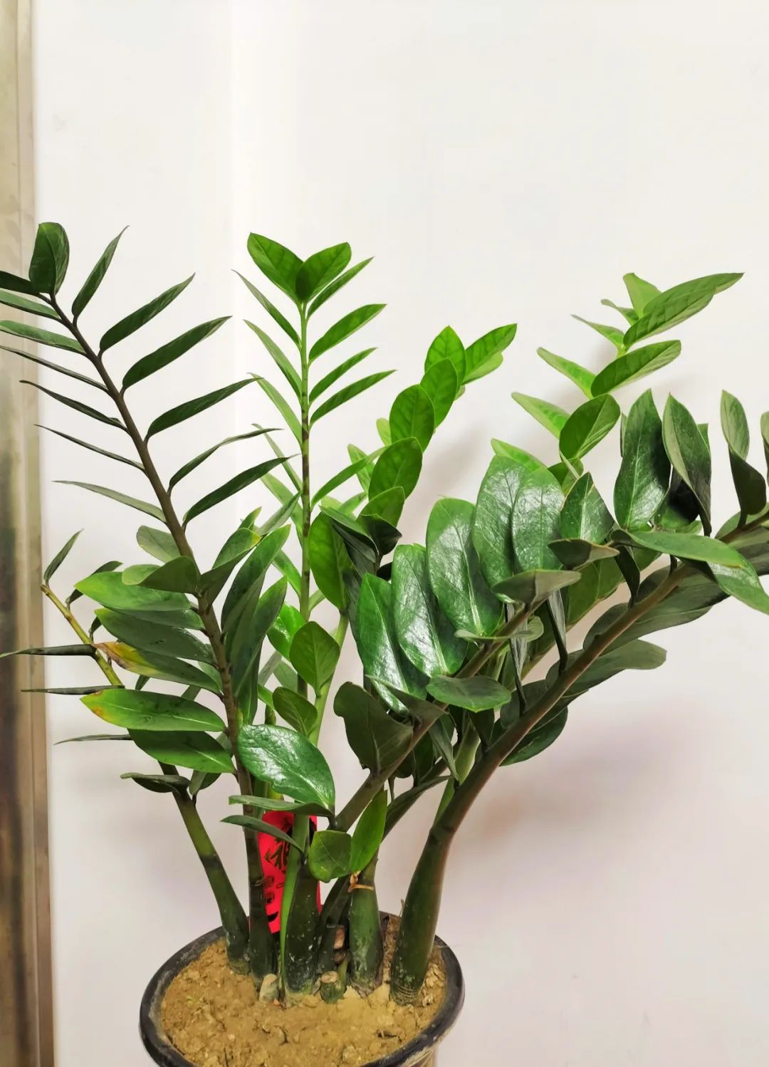 十种招财又旺宅的植物,五种招财又旺家的植物你家有吗