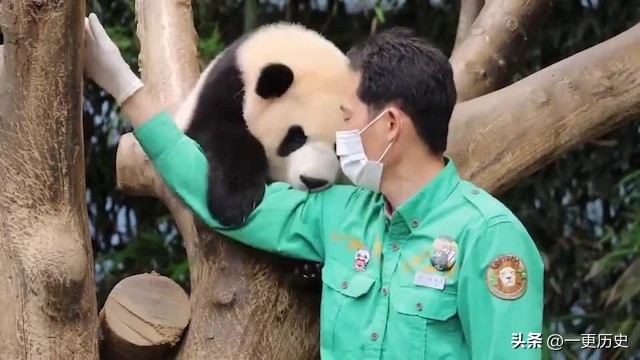 旅外大熊猫丫丫真实现状,旅居海外国宝熊猫
