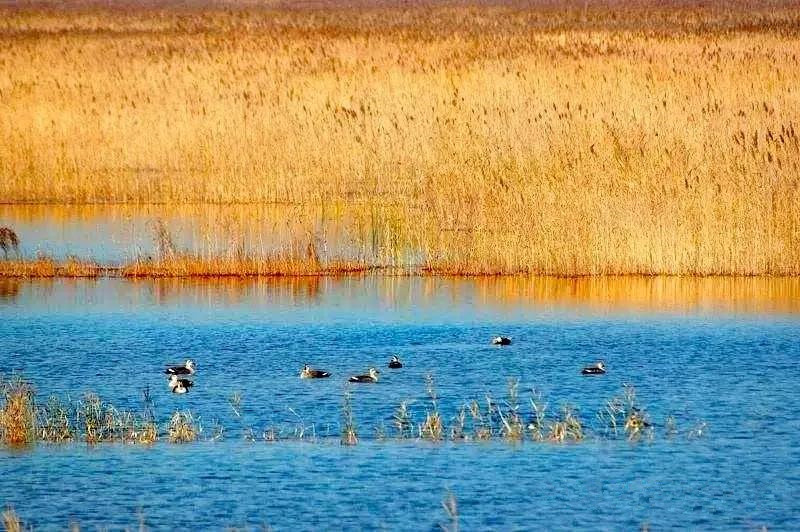郭小川团泊洼的秋天,团泊洼的秋天读后感