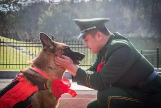 汶川地震67只搜救犬全部离世,汶川地震的67只搜救犬