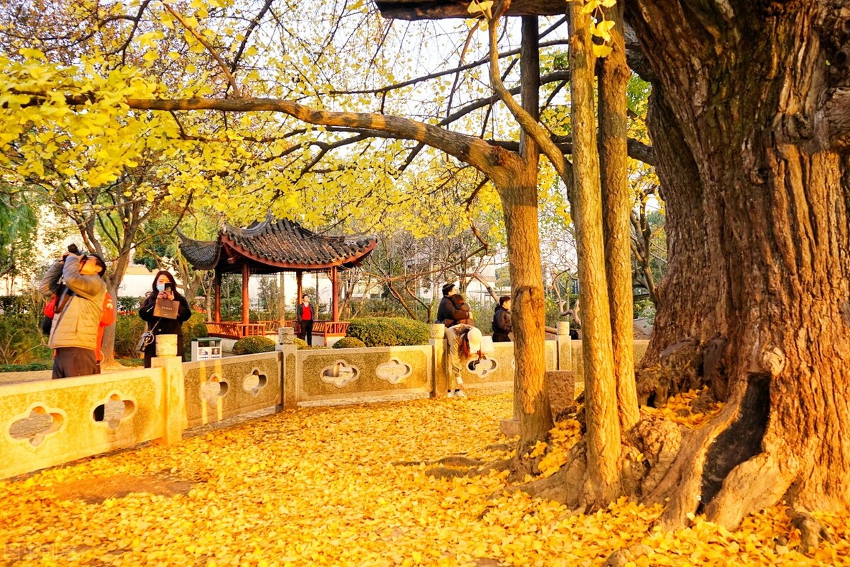 秋日上海好去处,上海秋日风景