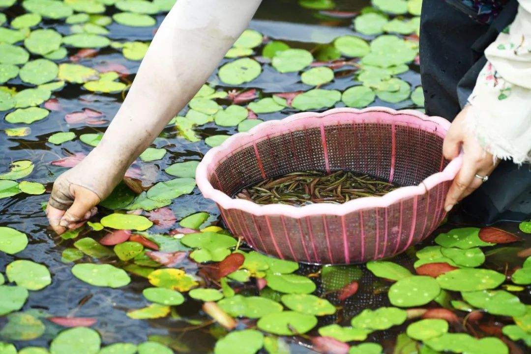 春天挖野菜图片大全,最全野菜图集63种野菜大图鉴