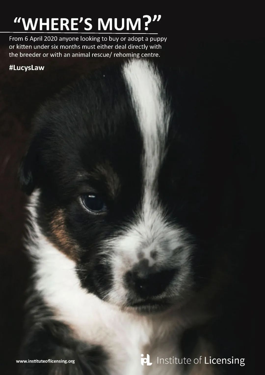 英国狗狗为什么没有狂犬病,英国为啥没狂犬病