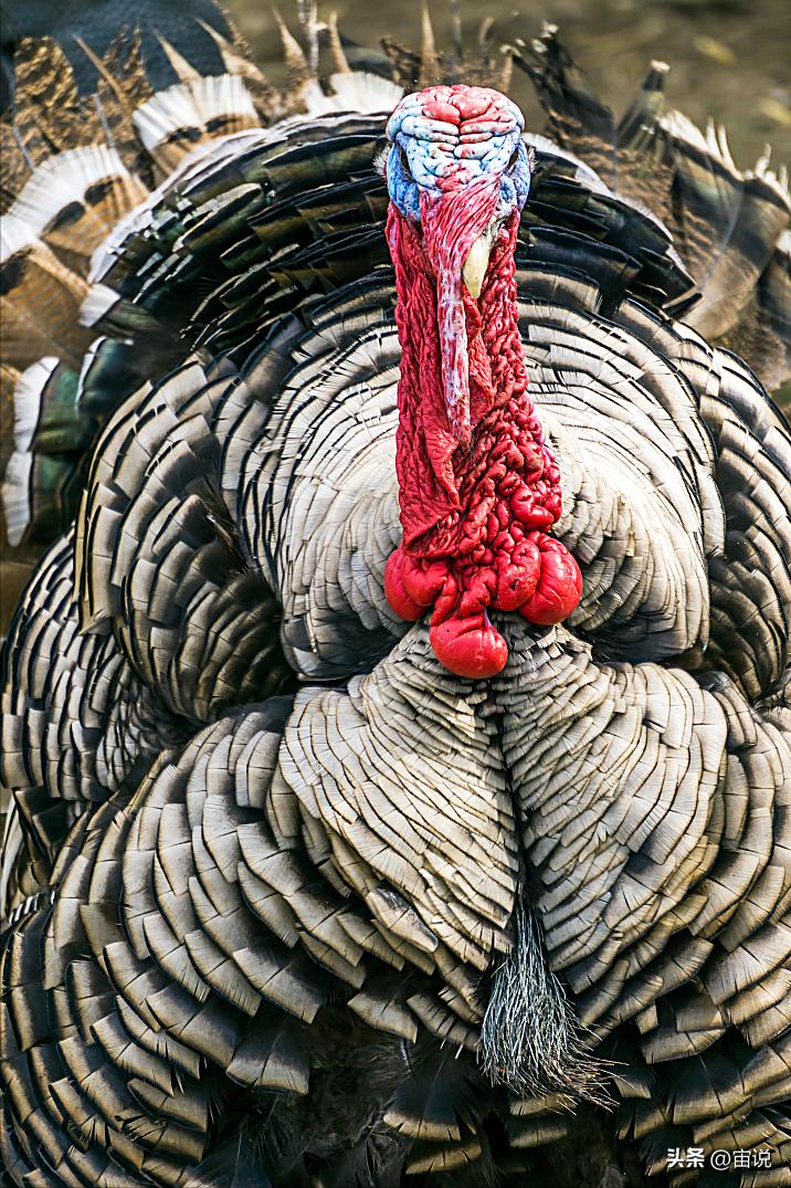 火鸡是否适应寒带地区养殖,火鸡养殖及营养价值