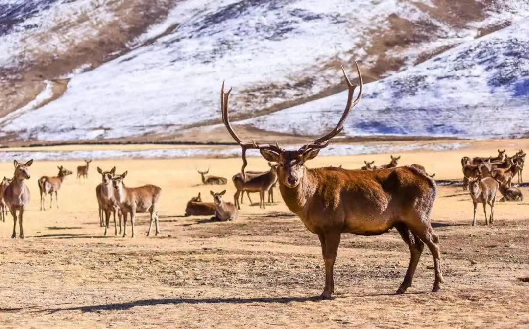最美西藏十大景点,藏北旅游景点推荐