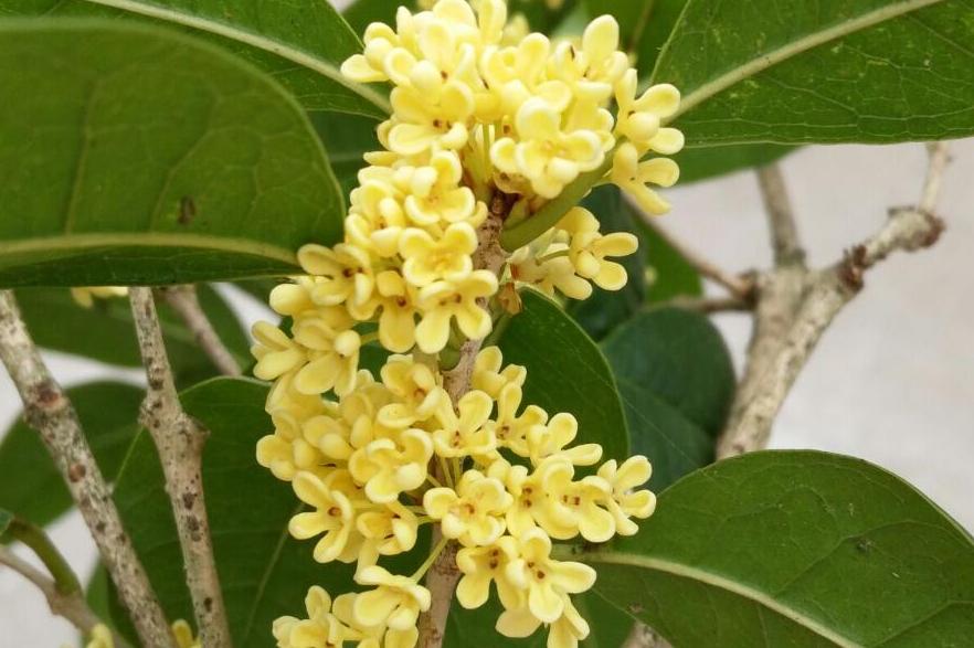 有关桂花的最经典古诗,描写桂花最经典的诗句