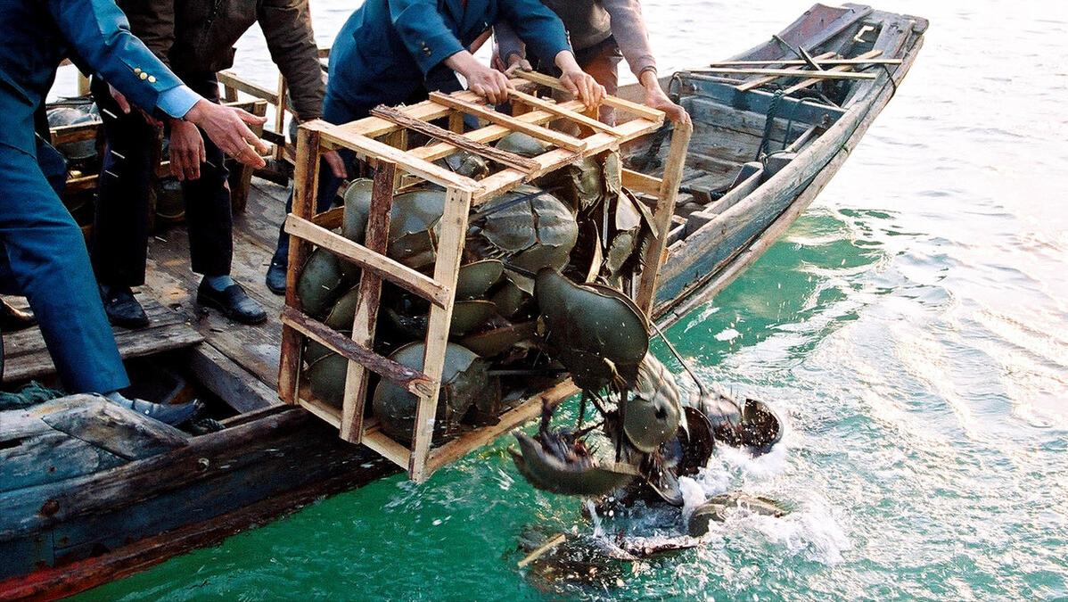 盘点十种神奇动物的价格,盘点五种有巨毒的生物