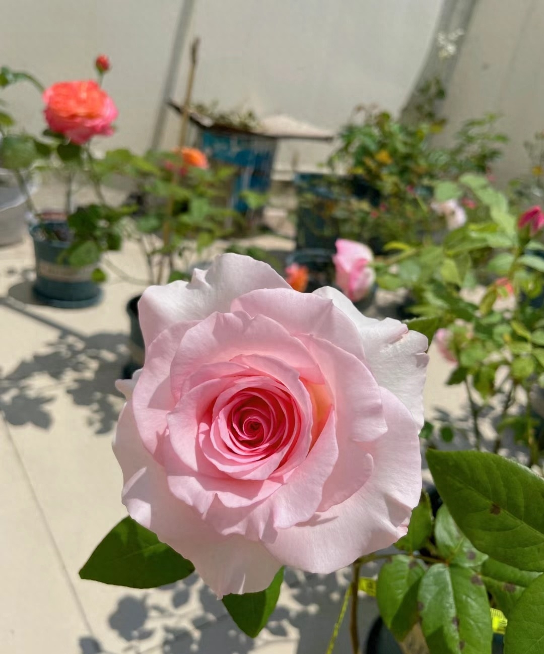 十大惊艳的月季花,有种月季叫什么藤