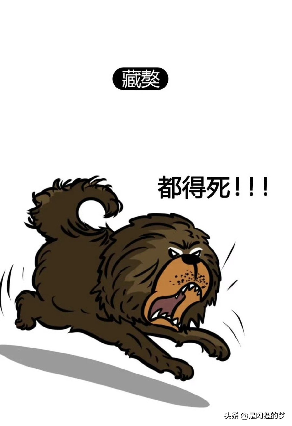 土狗这么聪明为什么不能当警犬,狗狗界最聪明的狗