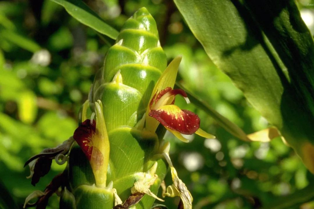 姜类香辛料都包含哪些种,12种必须了解的香料作用和用量