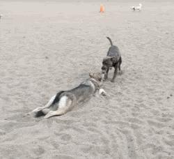 每日一笑游泳教学视频,每日一笑钓鱼片段