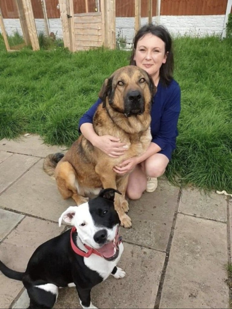 英国最厉害的狗是什么,英国十大最有名犬