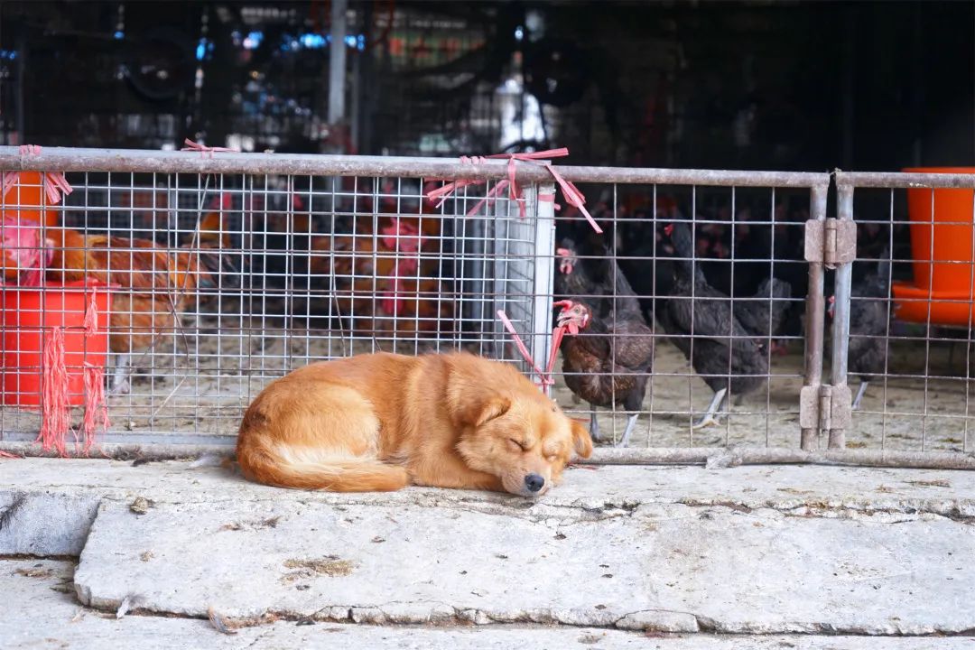 三联鸡鸭市场在哪里,三联市场家禽