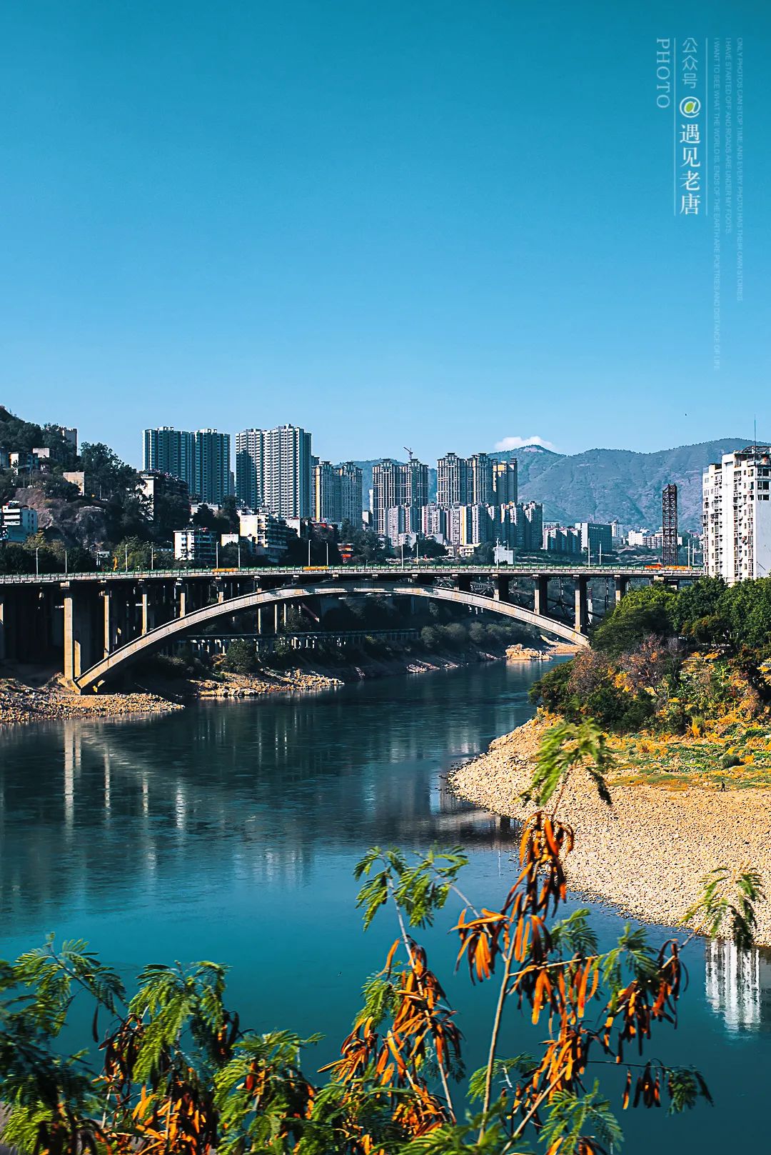 攀枝花是一种什么花,什么是攀枝花铁树