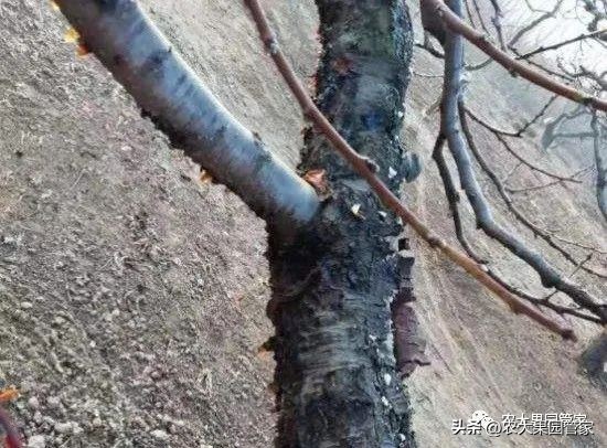 果园清园最佳时间,果园清园哪种最好