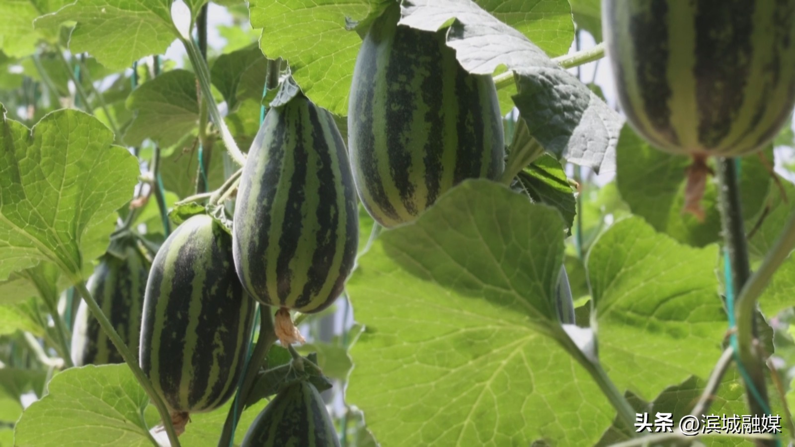 党建引领下推进乡村振兴发展,乡村振兴党建引领新做法人民日报