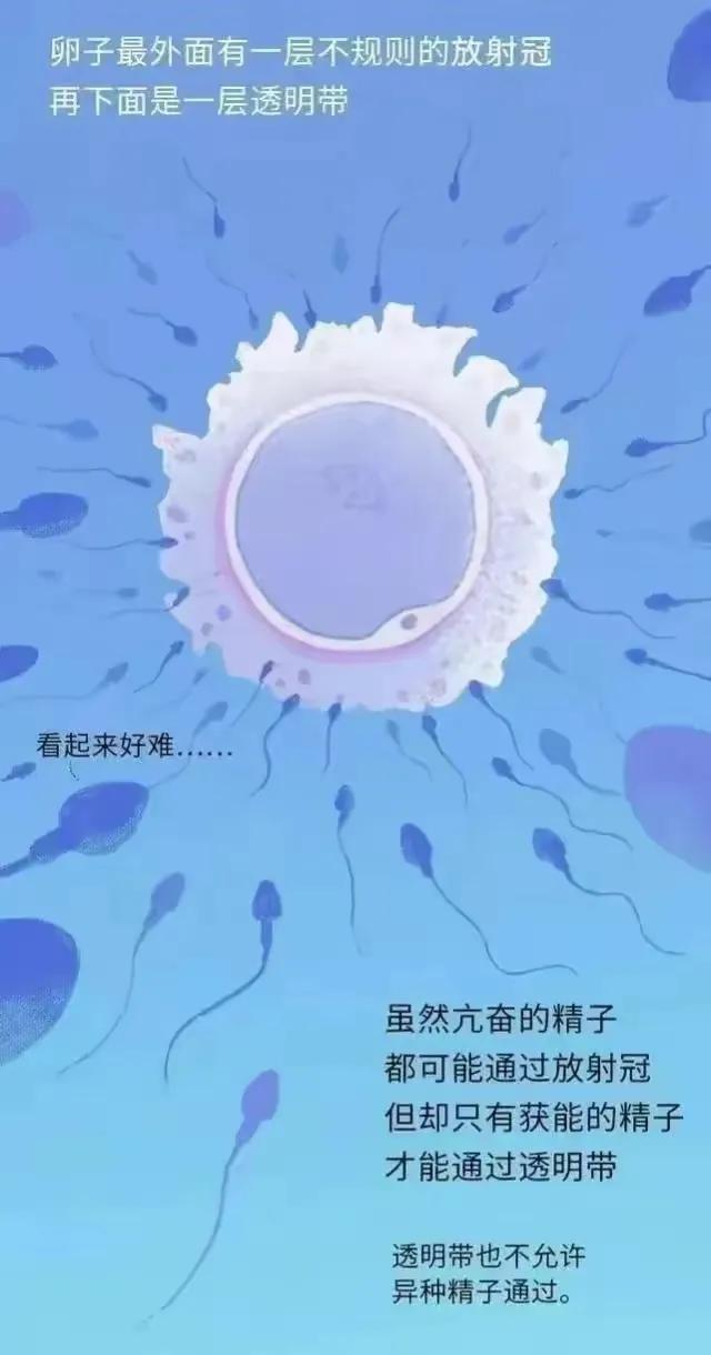 精子产生到成熟的过程,精子形成到受孕过程