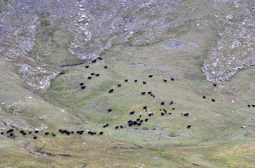 流失的珍贵壁画,一些壁画保留完整了几个世纪