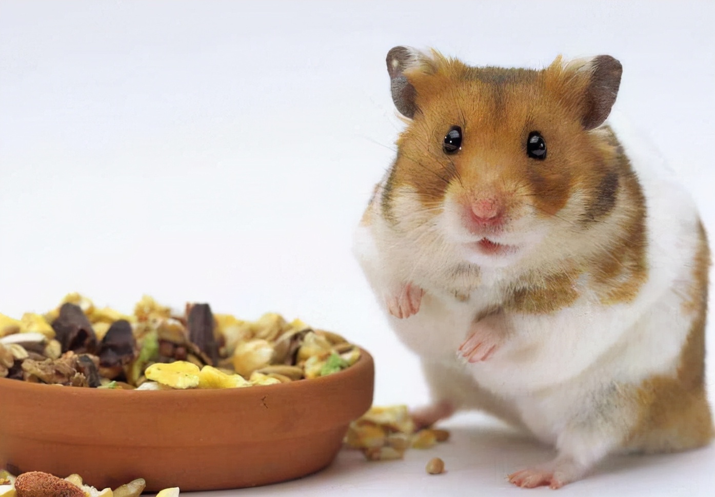 放假了仓鼠怎么安置,放假了仓鼠怎么办