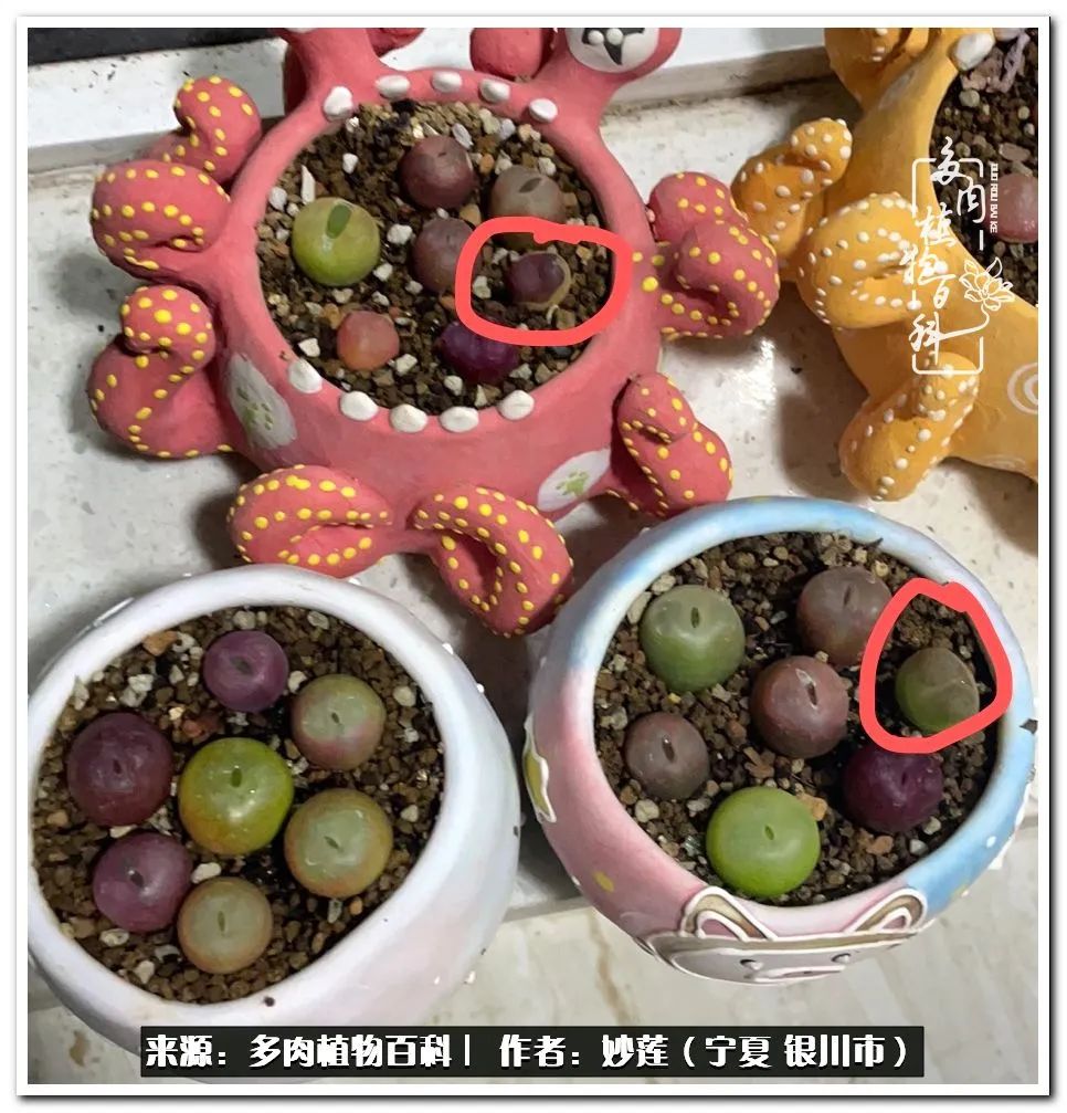 世间繁华三千不如一隅清欢,世间繁华三千不如有一院清欢