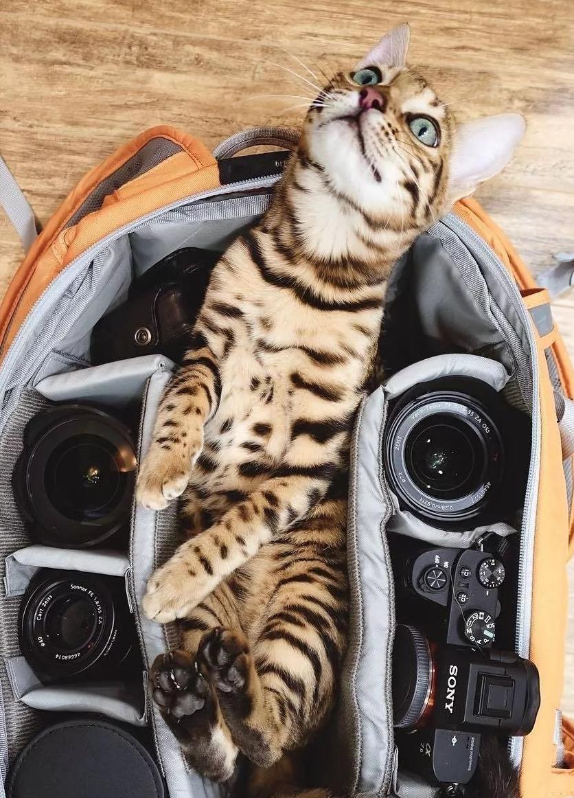 养猫的5大“好处”和5大“坏处”，看完，你还会养吗？