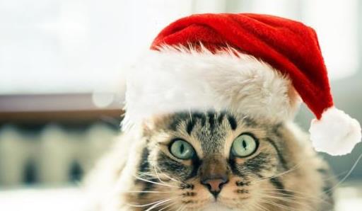 宠物猫舔主人脸怎么回事,猫为什么舔人类幼崽