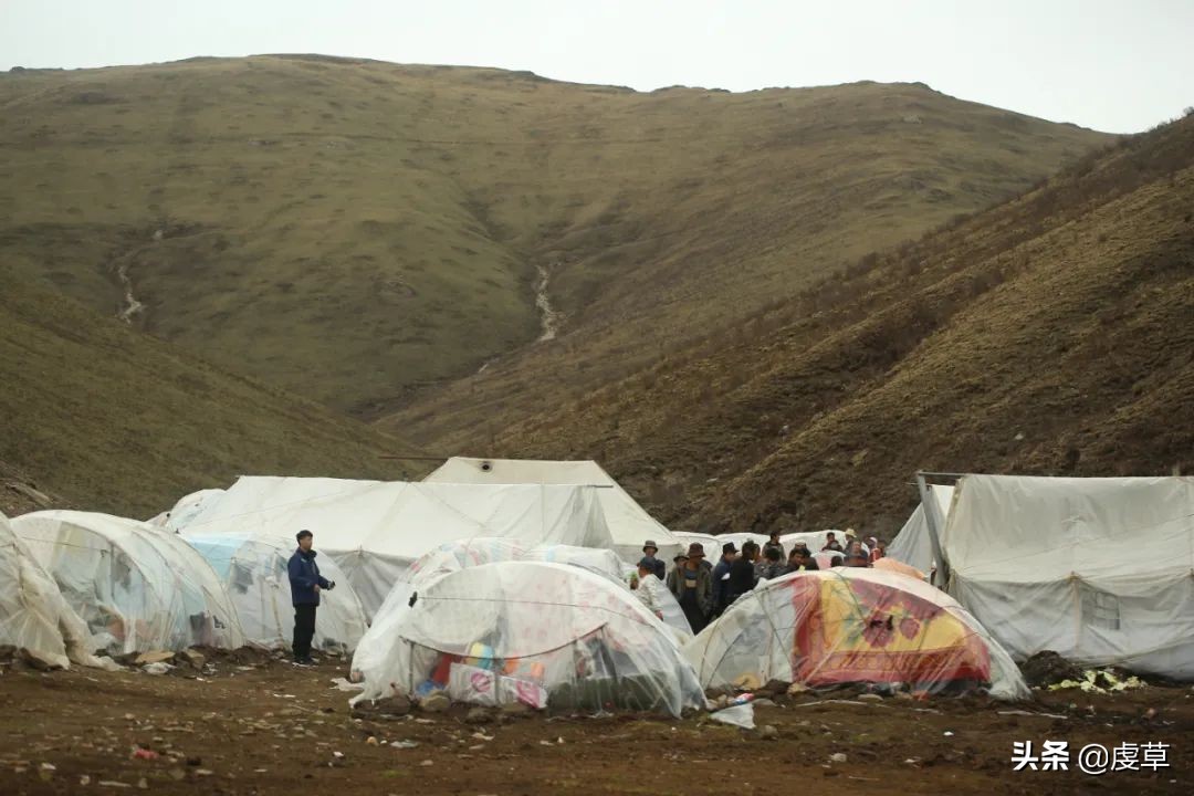 鲜虫草正当季,鲜虫草采收