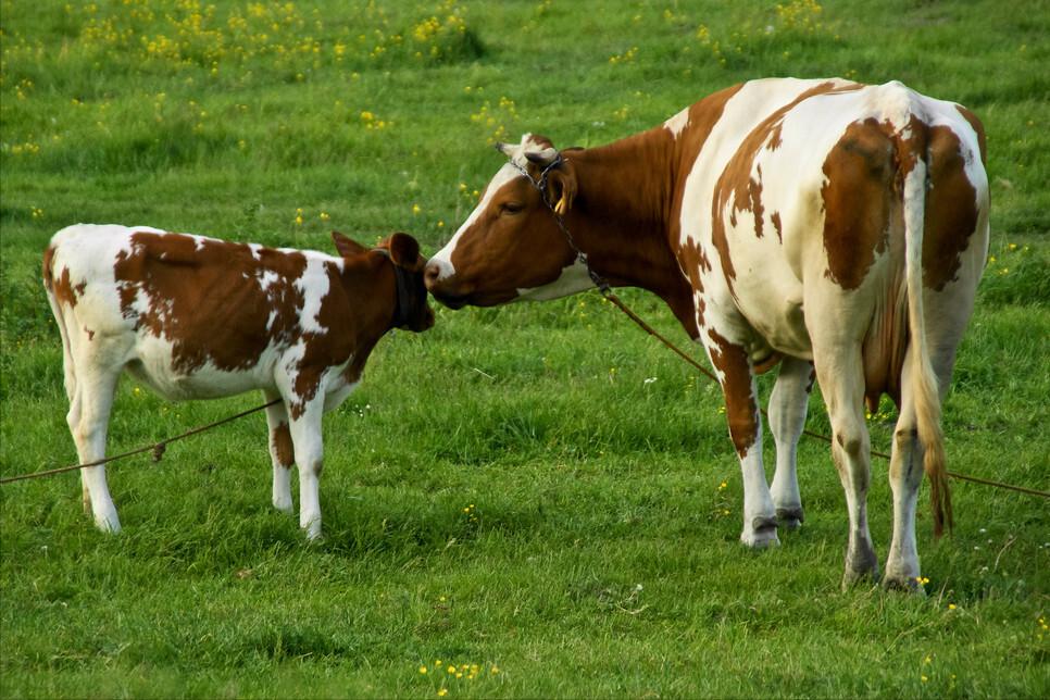 牛的胎衣不下怎么治,如何治疗牛的胎衣不下