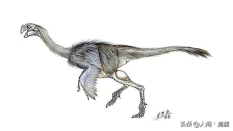 有翅膀的恐龙大全有图片有名字,带羽毛的恐龙名字及图片