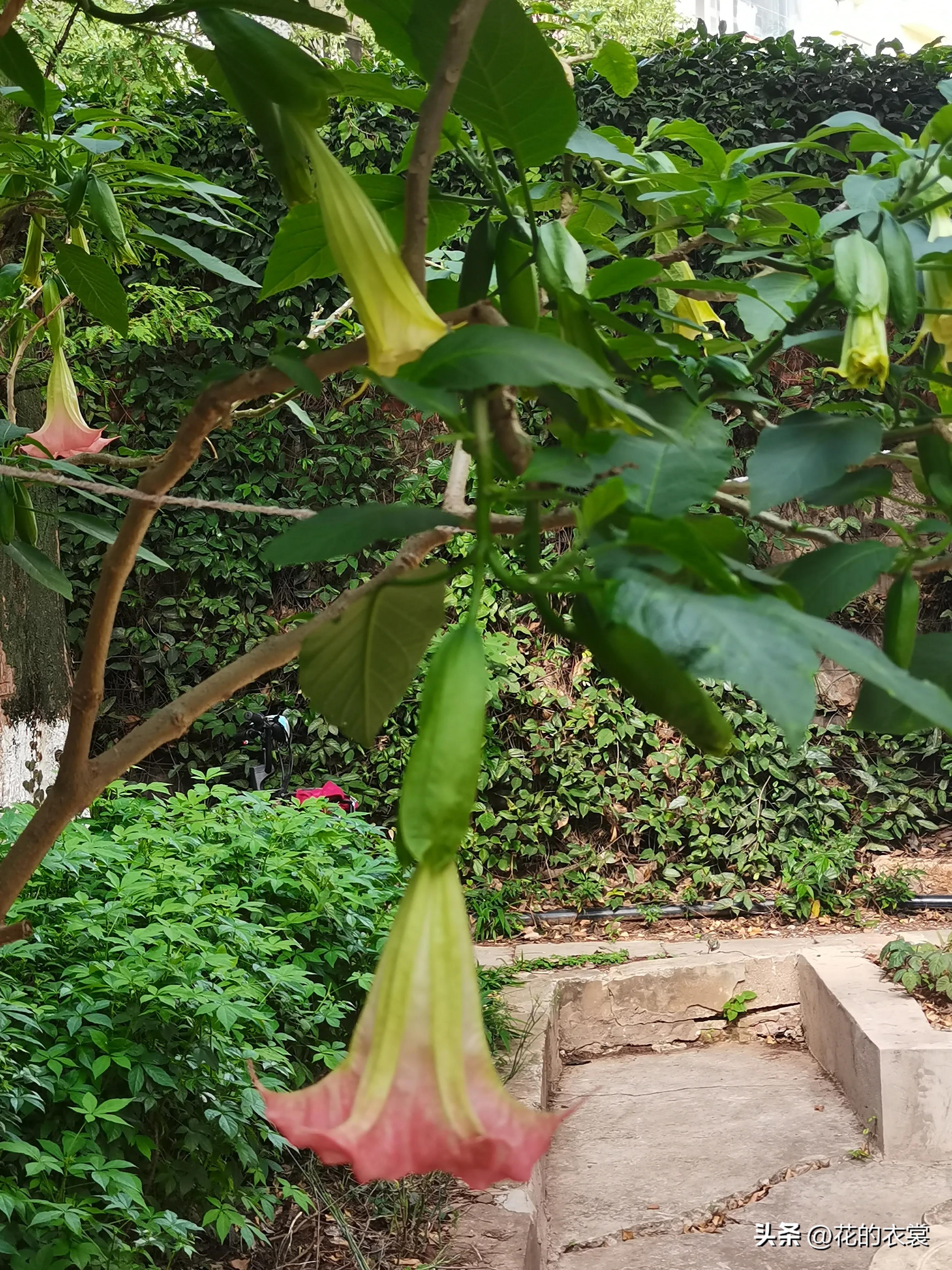 曼陀罗的果实是哪样的,曼陀罗的果子像什么样